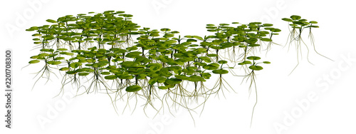 Limnobium laevigatum tree shrub, plant bush, cutout, isolate transparent background, Floating aquatic plants with roots, close-up on lily pads and submerged foliage png