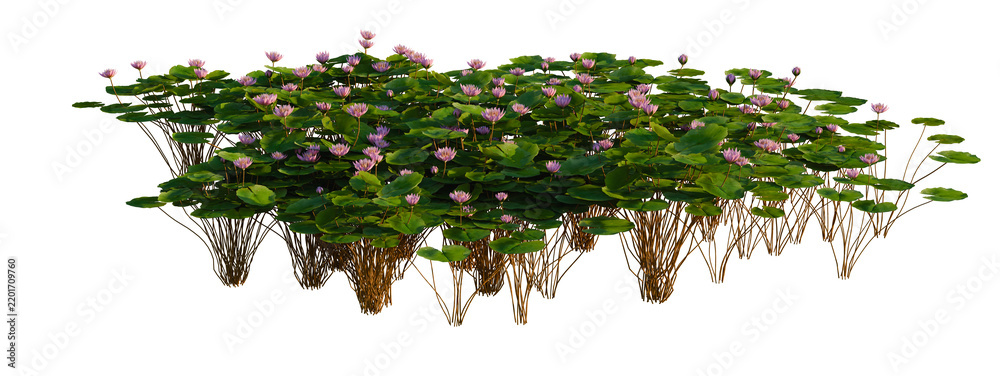 Obraz premium Nymphaea Orchid tree shrub, plant bush, cutout, isolate transparent background, Detailed cluster of water lilies with pink flowers floating on a pond surface, vibrant and natural scene.