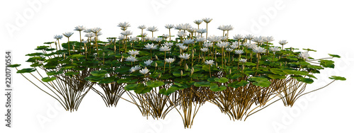 Nymphaea PurpleWhite tree shrub, plant bush, cutout, isolate transparent background, Beautiful lotus flower pond with lush green leaves and delicate blooms, serene aquatic scene