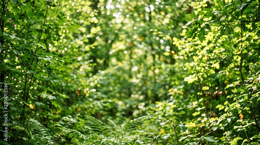 Obraz premium serene forest landscape with lush green foliage and sunlight
