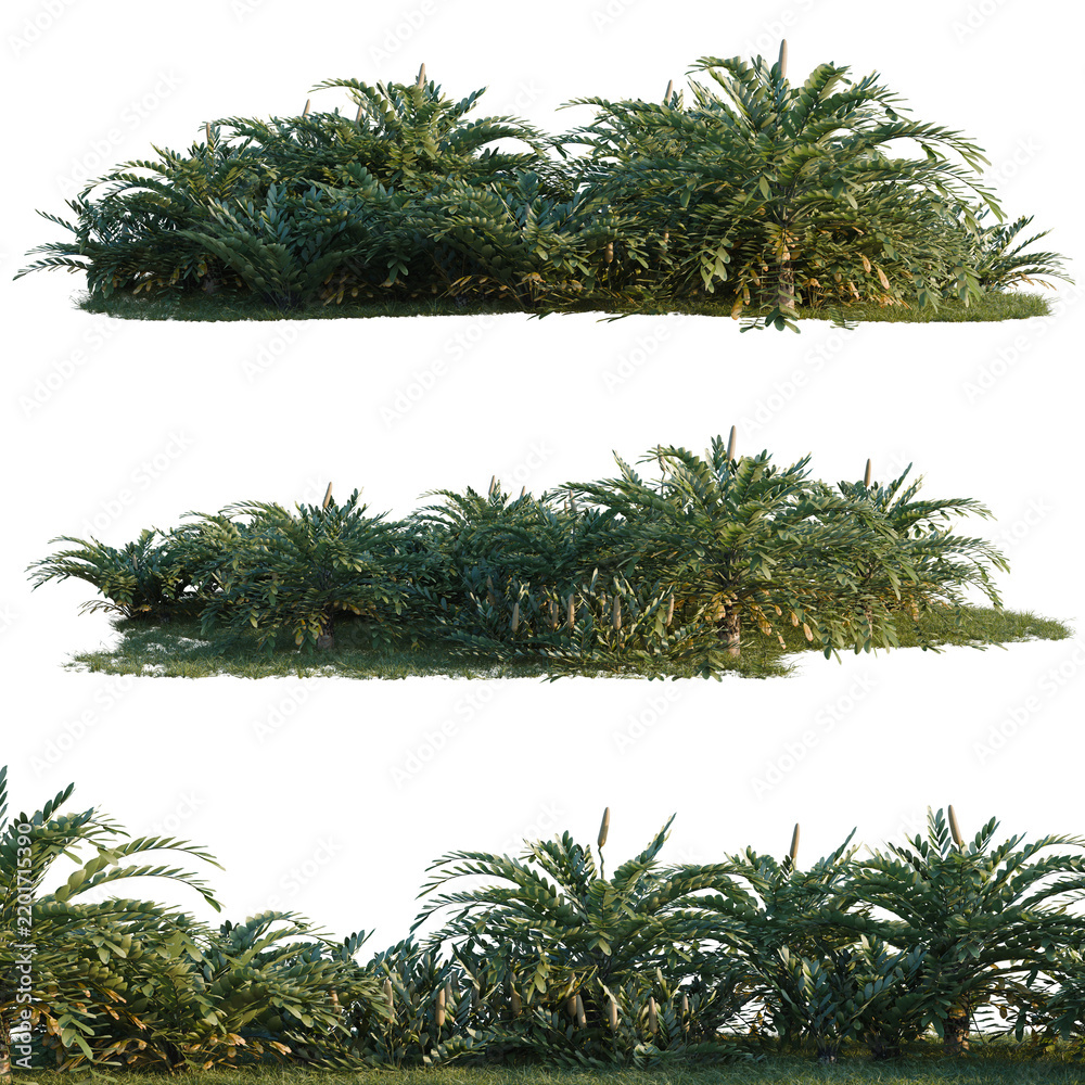 Naklejka premium Zamia furfuracea tree shrub, plant bush, cutout, isolate transparent background, Lush Green Foliage Bushes - Realistic Render for Landscape Design and Nature Themes