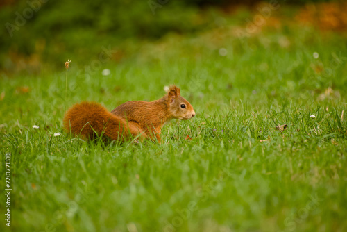 Fotografie Red squirrel crouching in short green grass with its body held low and bushy tai