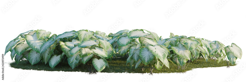 Fototapeta premium Caladium Aaron tree shrub, plant bush, cutout, isolate transparent background, Elegant variegated elephant ear plant shrub isolated on a transparent background for design use.