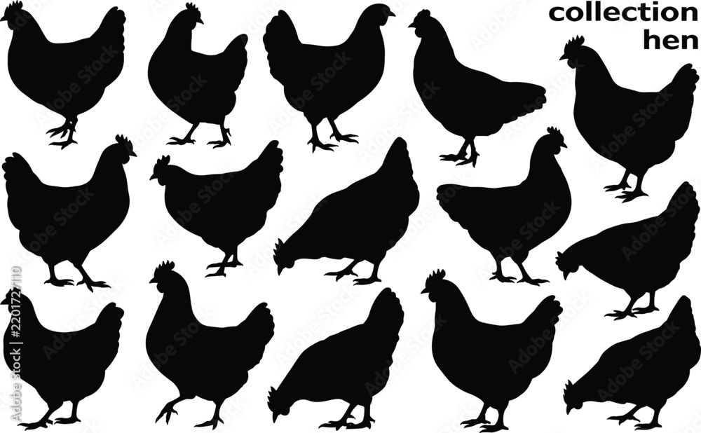Obraz premium Collection of black silhouettes of hens in various poses isolated on a white background, farm poultry for agricultural