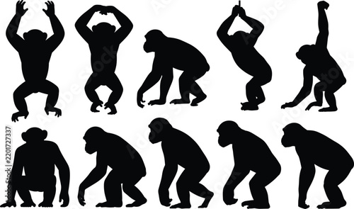 Set of black silhouettes of chimpanzees in various natural poses, including standing, sitting, and climbing, isolated on white background