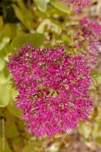 Fleur de sedum mauve
