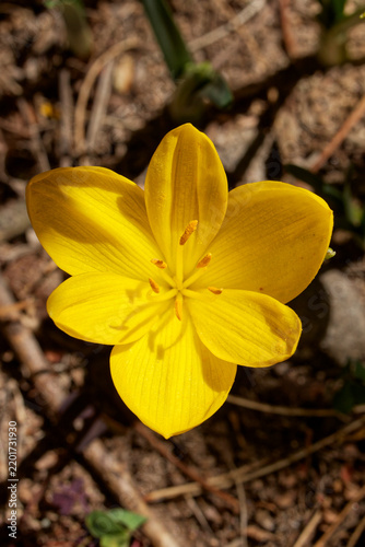 Gros plan sur une fleur de crocus