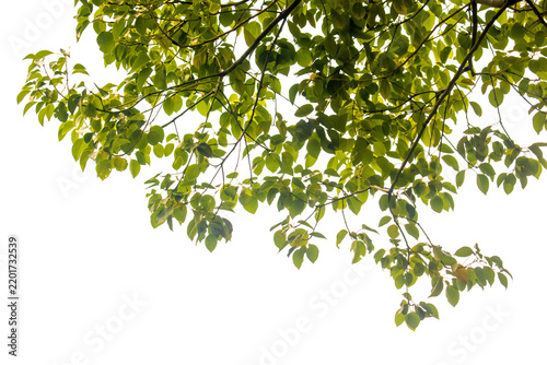 green leaves branches isolated on white