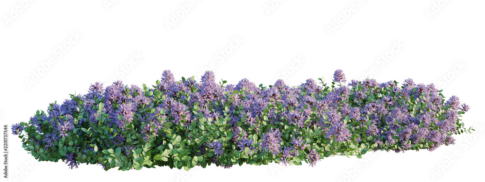 Fototapeta premium Thymus serpyllum tree shrub, plant bush, cutout, isolate transparent background, Purple Lavender Bush with Blooming Flowers Isolated on a Transparent Background for Design