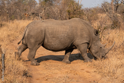 Foto Southern White Rhino or Rhinoceros, South Africa