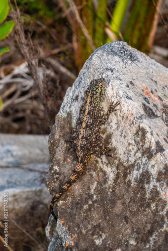 Close Up of a Southern Rock Agama Basking on a Rock in the Kleinriver Mountains in South Africa