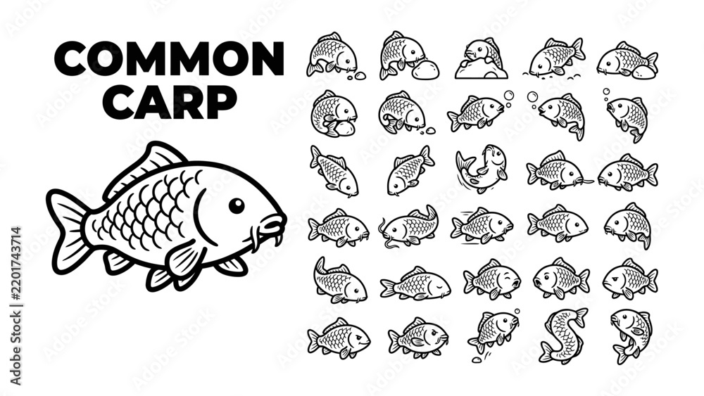 Obraz premium Common Carp Collection: A detailed illustration showcases the common carp fish with multiple whimsical drawings depicting various poses and expressions, highlighting aquatic life and biodiversity.