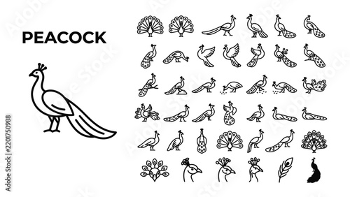 Peacock Icon Set: A collection of stylized line art icons representing peacocks in various poses and details, showcasing their distinctive plumage and elegant form.
