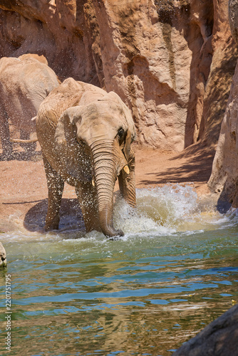 Canvas Print African elephant splashing water while cooling off in sunny habitat