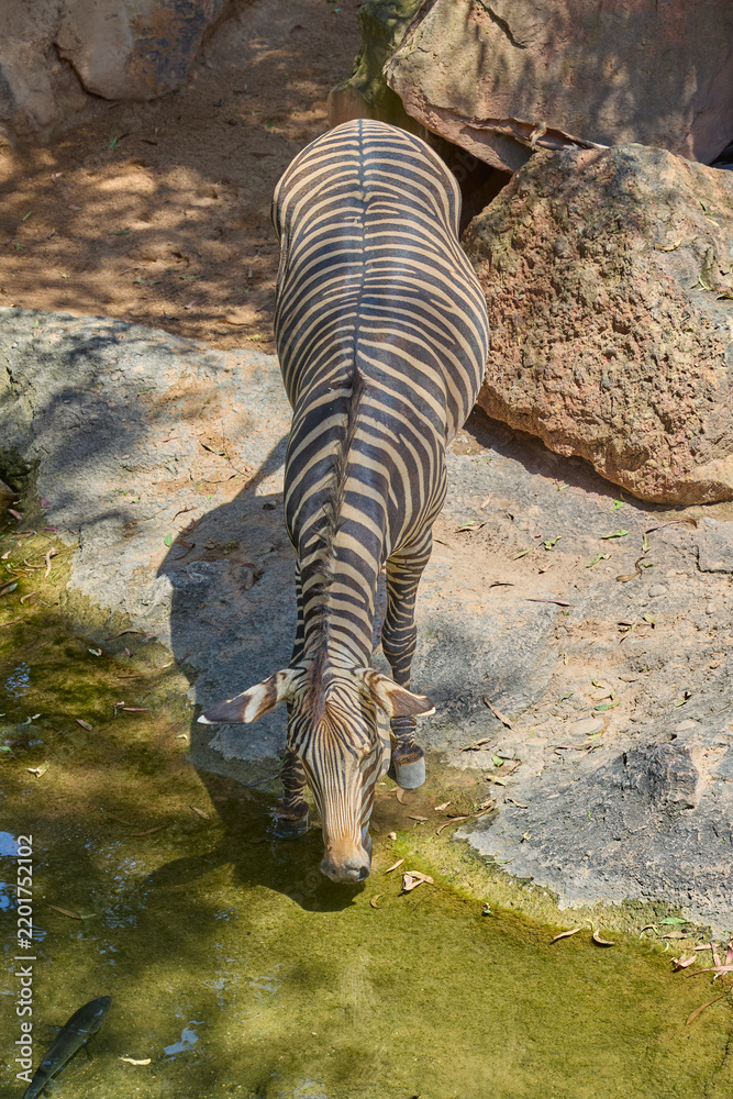 Fototapeta premium Plains zebra drinking from waterhole in natural rocky habitat