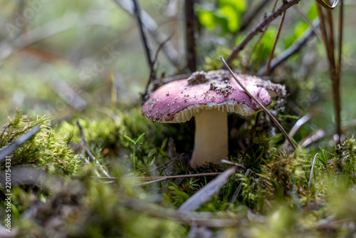 Картината върху платно Purple wild mushroom growing among green moss and twigs in forest daylight
