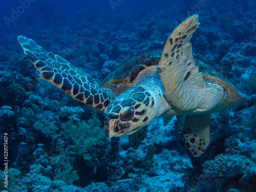 Hawksbill sea turtle (Eretmochelys imbricata). Taken in Sharm El Sheikh, Egypt. 