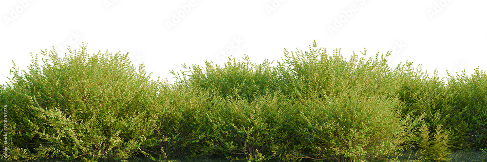 Obraz premium Lonicera nitida Baggesens Gold tree line, Forest Edge, Backdrop cutout, isolate transparent background, Green shrubbery hedge with lush foliage, ideal for landscaping and garden design backgrounds.