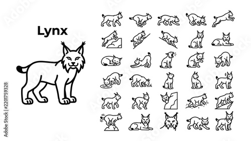 Photography Lynx Animal Iconography: A detailed illustration of a lynx, accompanied by a collection of small icons showcasing the feline in various poses and actions