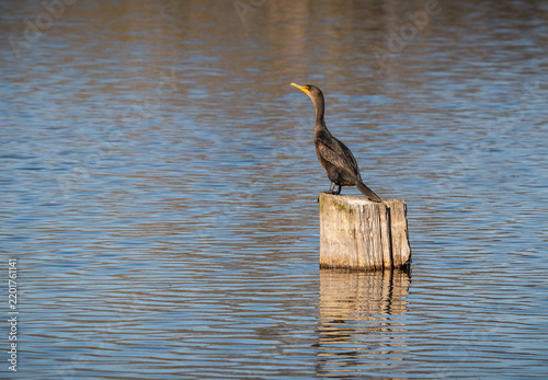 Cormorants basking in the sun on a log in a pond at Harris Neck Wildlife Sanctuary in Georgia.