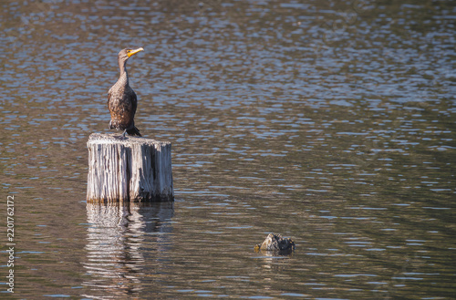 Cormorants basking in the sun on a log in a pond at Harris Neck Wildlife Sanctuary in Georgia.