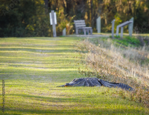 Large American Alligator basking on a walking path at Harris Neck Wildlife Sanctuary.