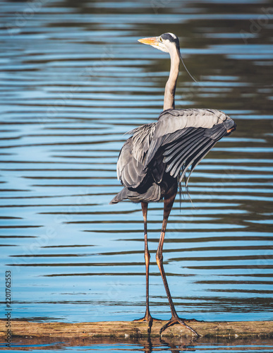 Great Blue Heron perched on a floating log in a pond at Harris Neck Wildlife Refuge.