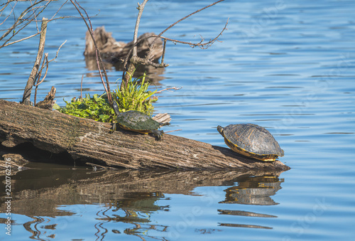 Mud Turtles basking on logs in a pond at Harris Neck Wildlife Sanctuary.