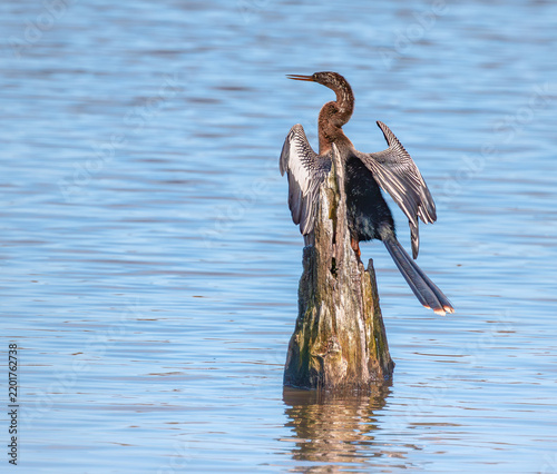Anhinga drying wings on a log in a pond at Harris Neck Wildlife Sancturay,