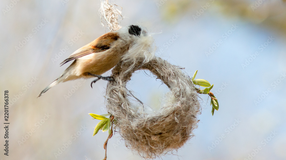 Fototapeta premium bird in nest