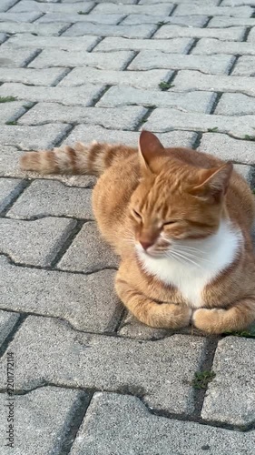 cat on the roof