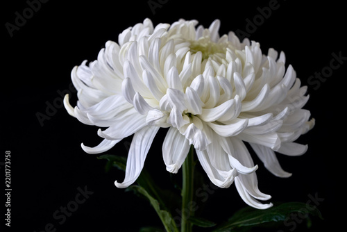 White chrysanthemum isolated on black background. Studio shot.