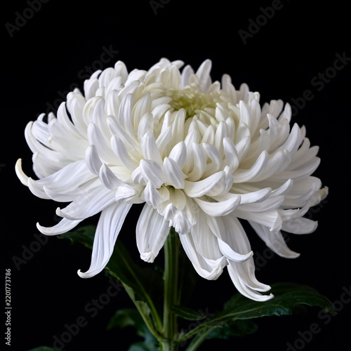 White chrysanthemum isolated on black background. Studio shot.