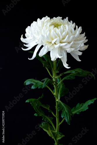 White chrysanthemum isolated on black background. Studio shot.
