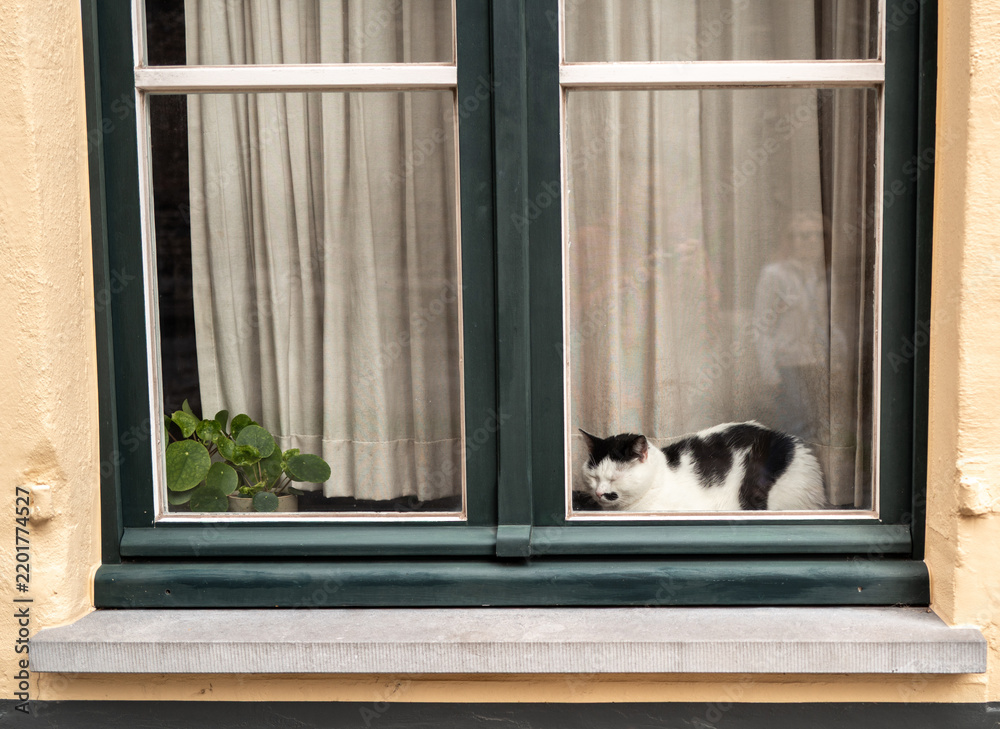 Obraz premium Black and white cat sleeping on window sill in Bruges