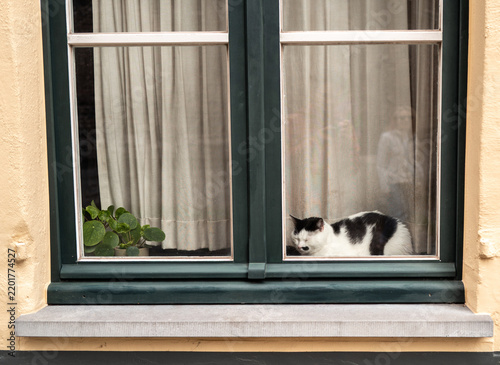 Obraz na plátně Black and white cat sleeping on window sill in Bruges