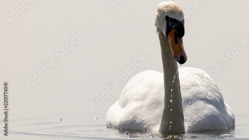 Konstfotografi Schwan dem Wasser vom Schnabel tropft