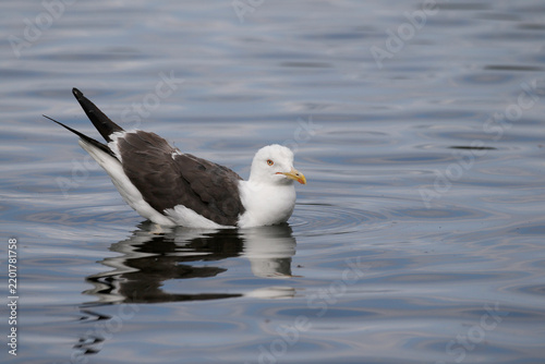 Plakat Lesser black-backed gull