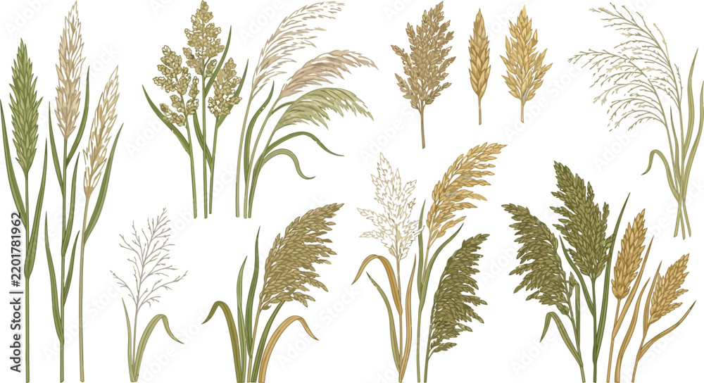 Obraz premium Assorted Grasses and Seed Heads Vector Elements with Soft Natural Tones for Organic Design