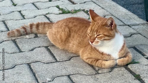 cat and mouse
