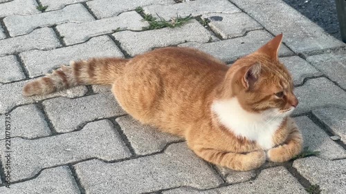 cat and mouse