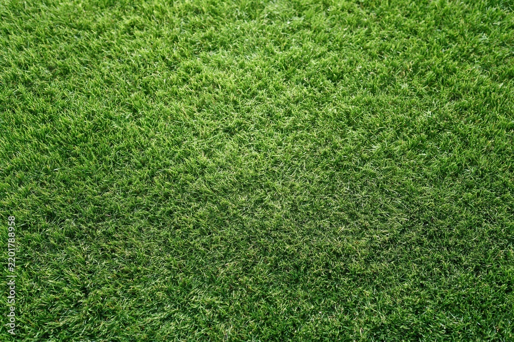 Obraz premium The Grass Close-Up: A Lush Green Lawn with Fresh Blades and Texture
