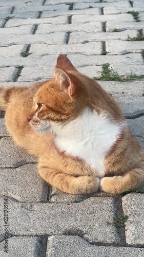 cat on the roof