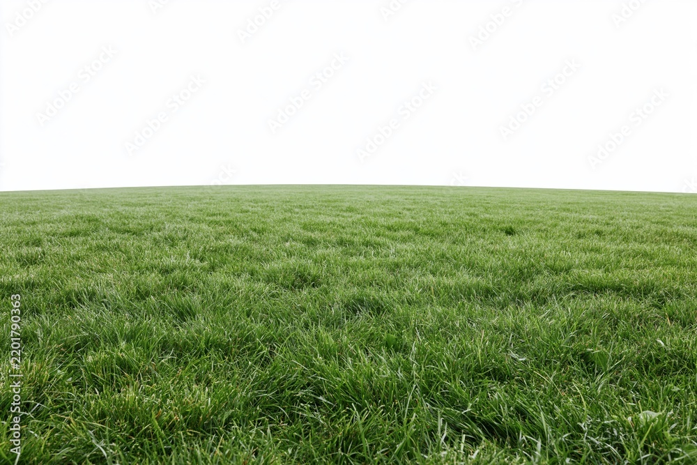 Fototapeta premium The Grass Field Under Bright White Sky in a Vast Rural Landscape