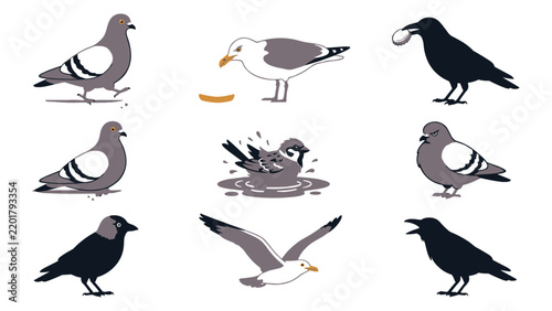 Принти на полотні Collection of urban bird species including pigeons, seagulls, and crows in vario