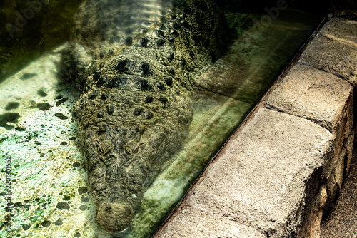 Crocodile Submerged Near Pool Edge Top View