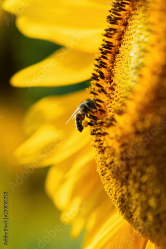 Close-up of bee collecting pollen from vibrant bright yellow sunflower detailed natural macro photography
