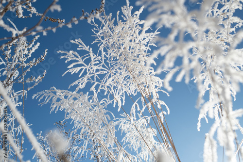 Frosty miscanthus grass branches heavily covered in snow against a blue sky