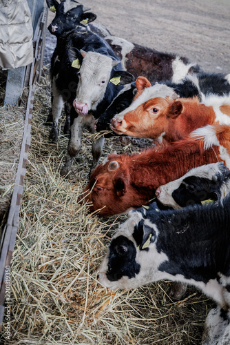 Cows feeding on hay at a farm during the day