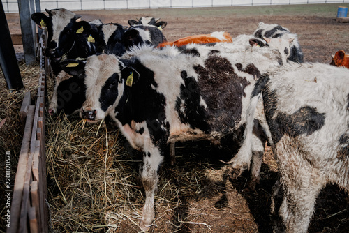 Cuadro en lienzo Cows eating hay in a barn during daylight hours